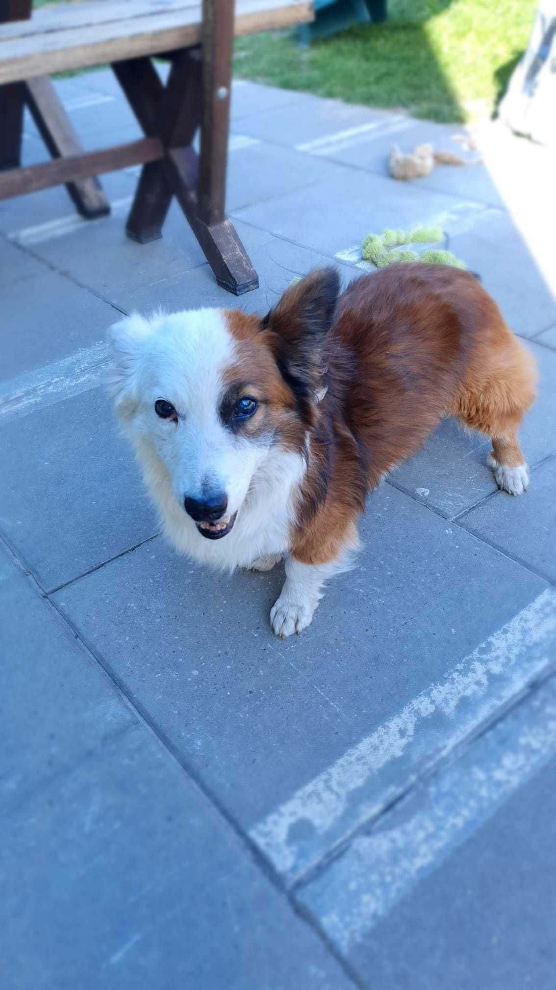 Flapi - starszy pies w typie Corgi szuka domu