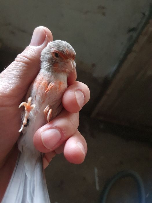 Canários agatas classico um casal