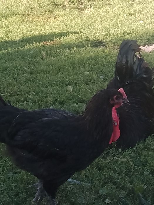 Koguty australorp