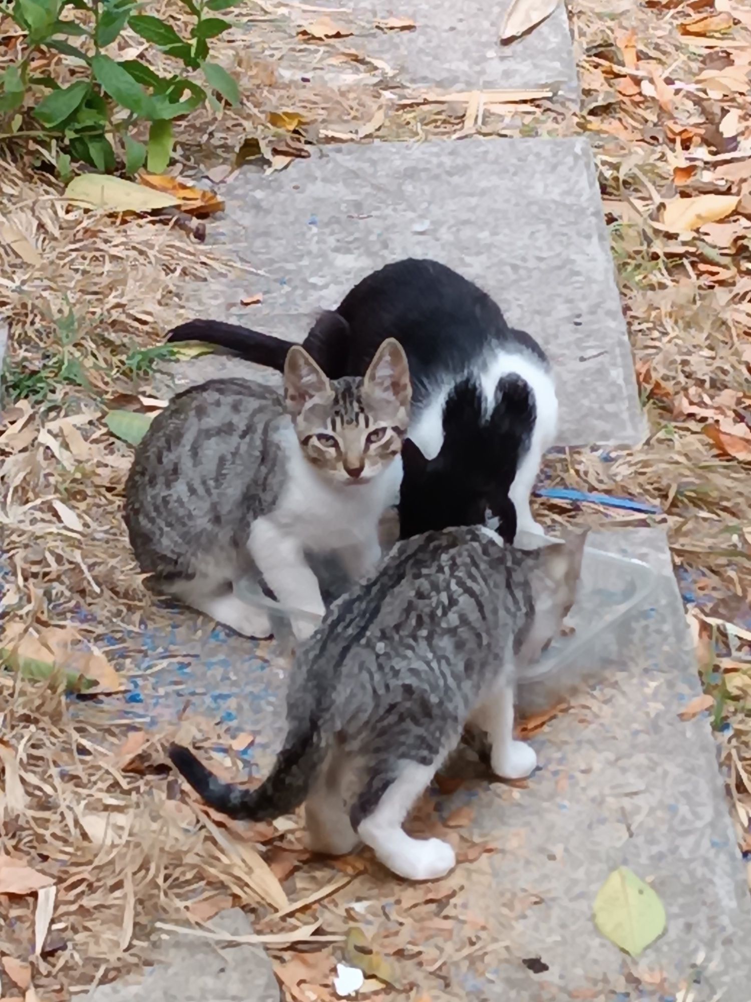 Dois gatinhos procuram dono responsável
