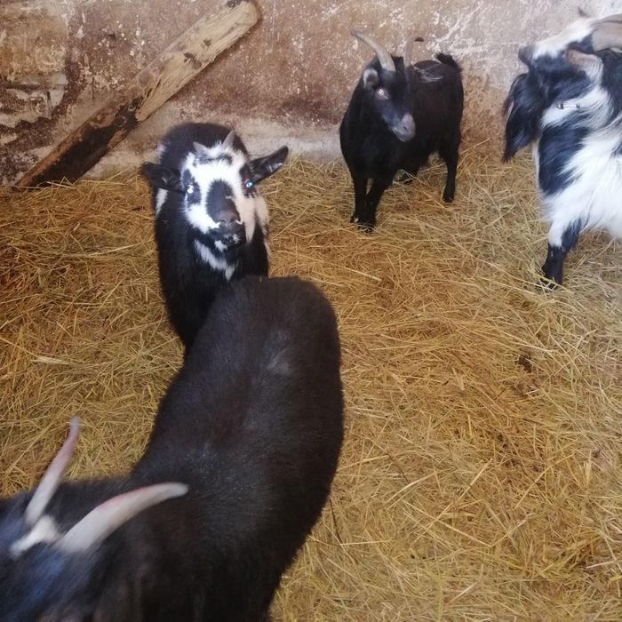 Sprzedam kózki miniaturowe do zabawy z dziećmi ,  wypasania trawników.