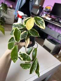 Hoya krimson queen cała roślina variegata