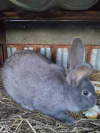Кролик 7 місяців самець