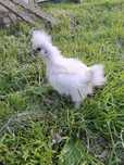 Pisklaki kochin, marans, araucana, legbar, silka, zielononóżka, kogut