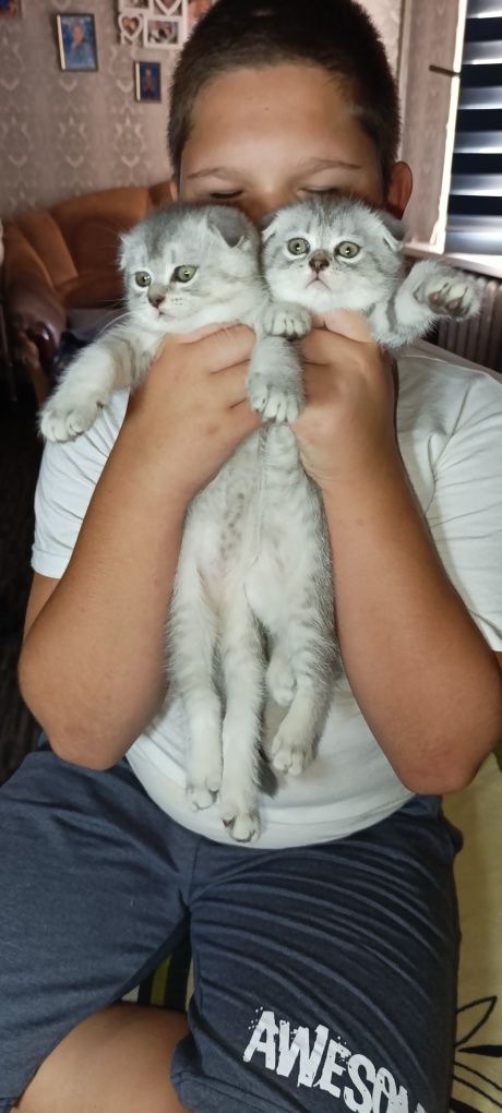 Шотландские СкоттишСтрайт и СкоттишФолд