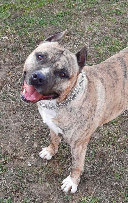 Вязка амстафф, хлопчик запрошує наречених