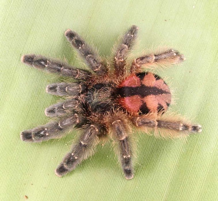 Aphonopelma mooreae  |  Czytaj Opis