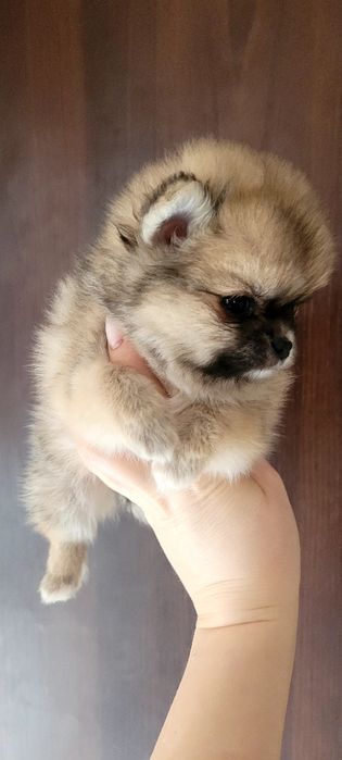 Pomeranian szpic