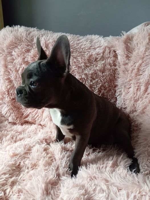 Buldog francuski niebieski chlopak