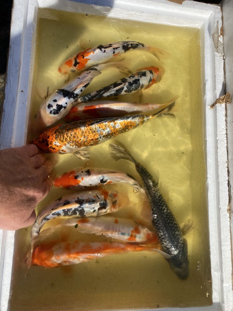 Karp Koi, karaś shubunkin, jesiotr,ryby oczko, już dostępne w sezonie