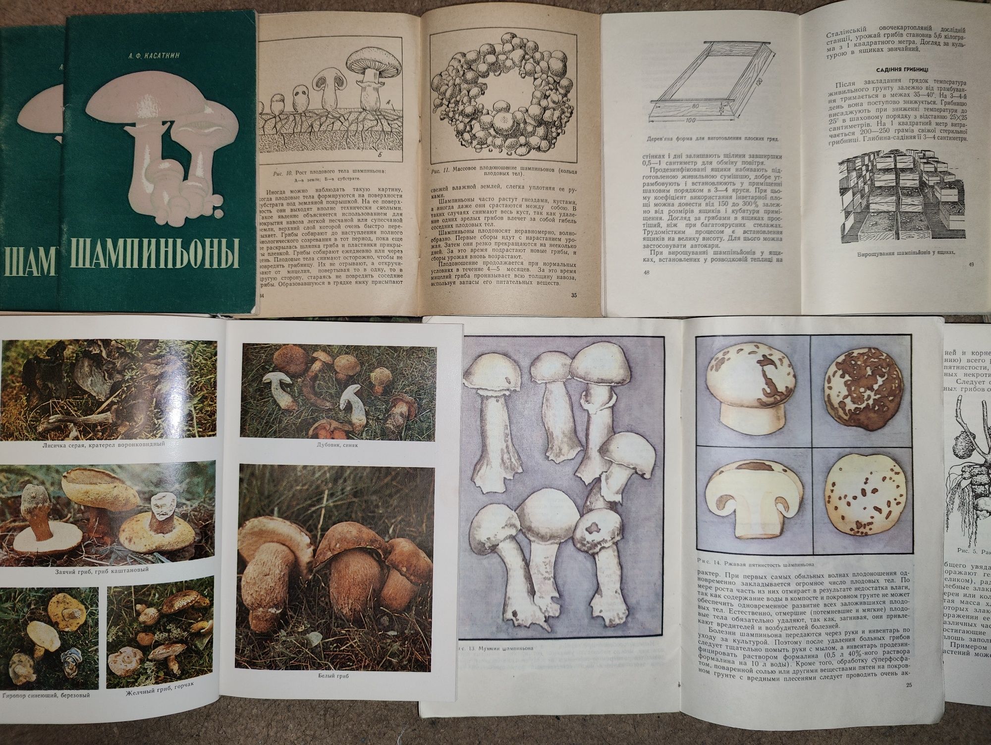 книги: Шампиньоны. Съедобные, полезные, вредные грибы. Грибной огород