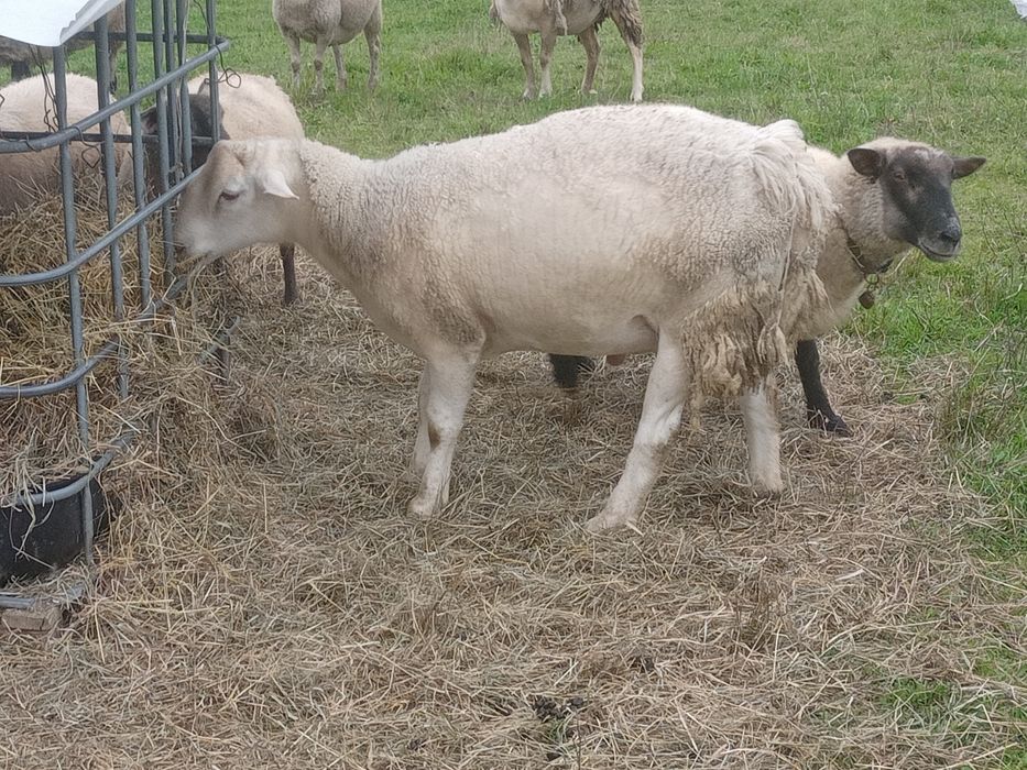 Sprzedam tryka nolana