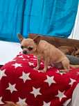Bardzo miła, łagodna dziewczyna chihuahua 2 lata