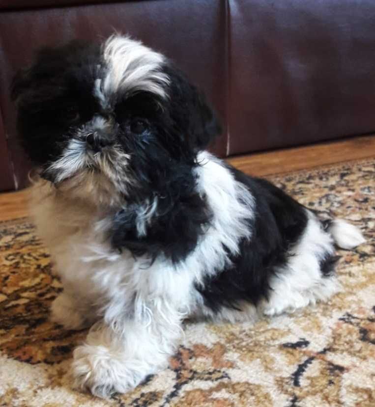 Szczeniak Shih Tzu, suczka rasy Shih Tzu z metryką