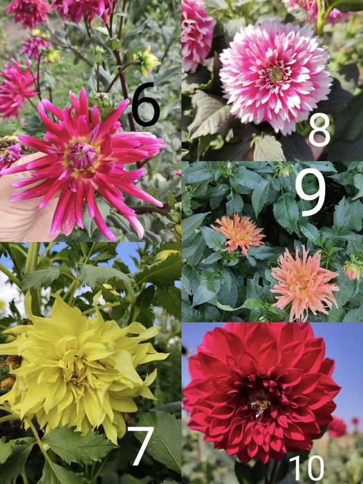 Жоржини, Георгины, та інші квіти