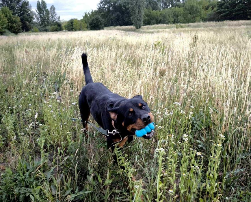 Hera- ok 2,5 letnia rottweilerka do adopcji