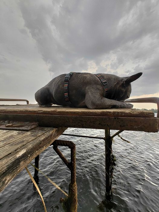 Отдам собаку в добрые руки