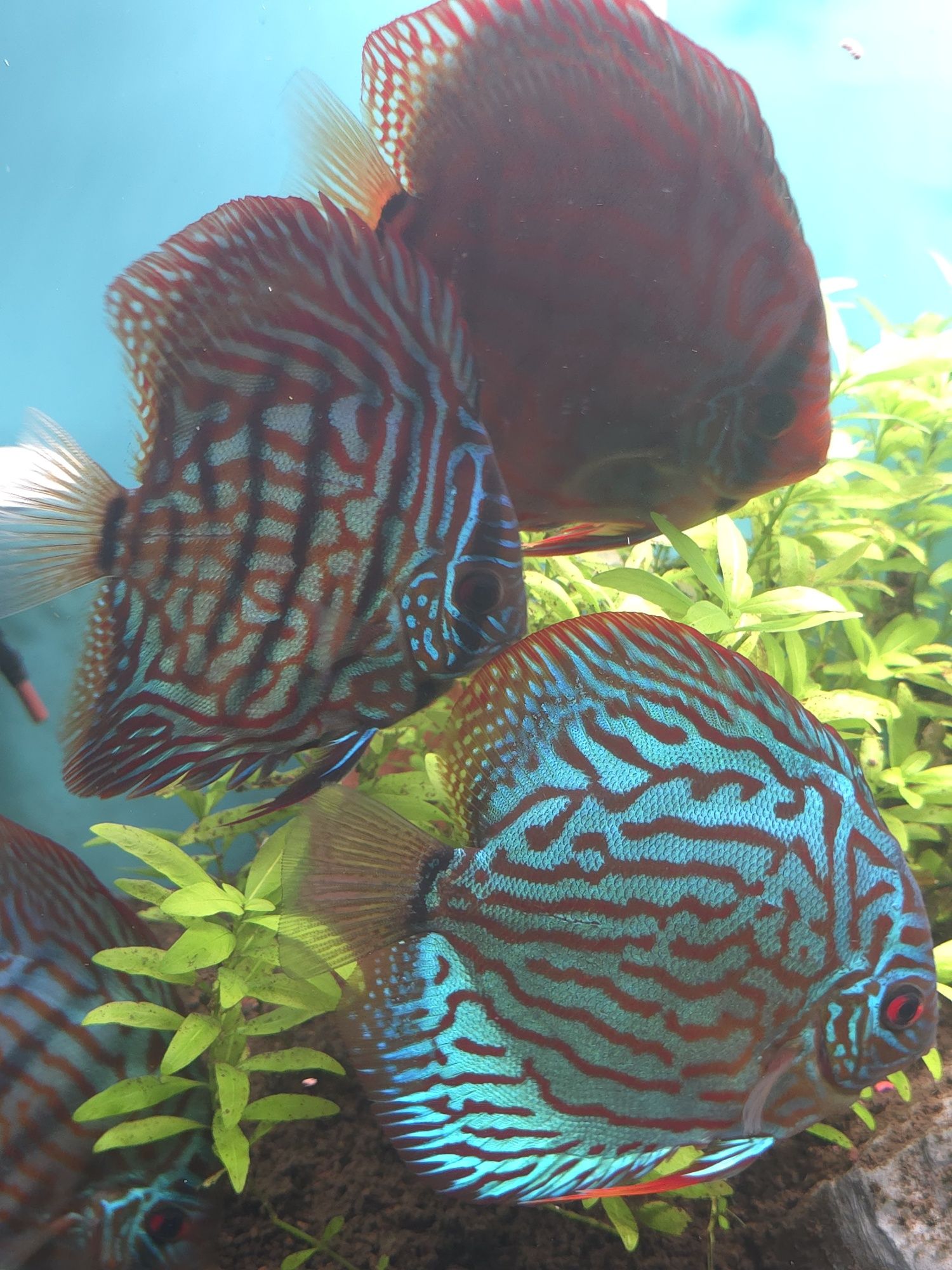 Discus Blue Turquoise 10-12cm