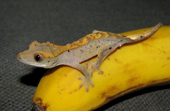 Ящерица гекон хохлатый бананоед