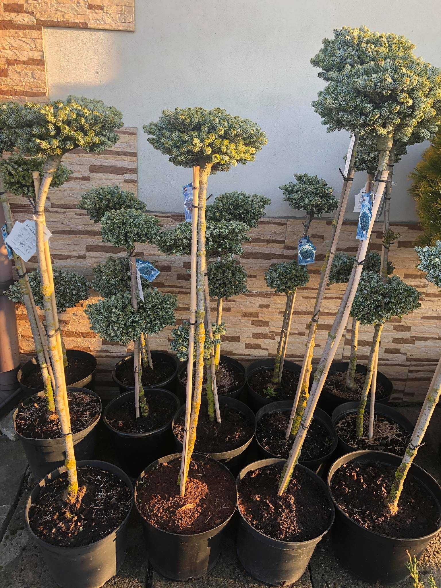 rośliny do ogrodu klon japonski bonsai