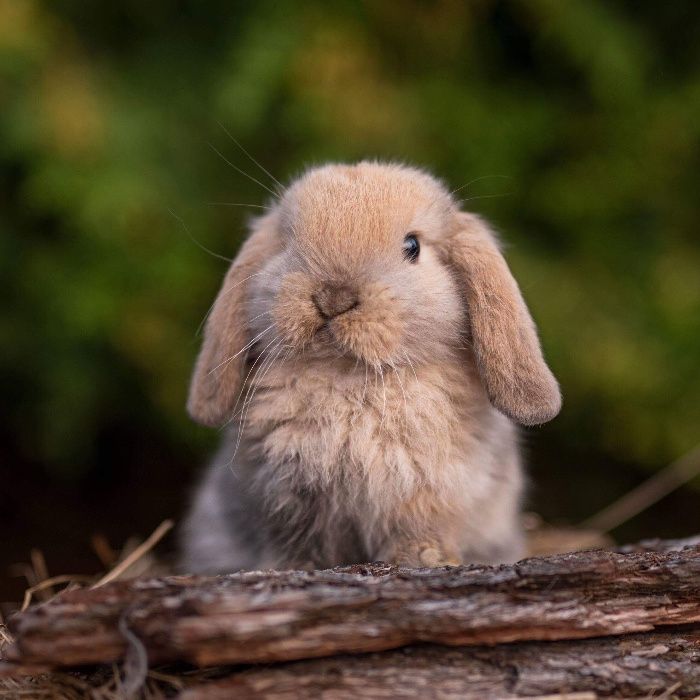 Karzełek teddy mini lop karzełek baranek dowóz z kierowcą