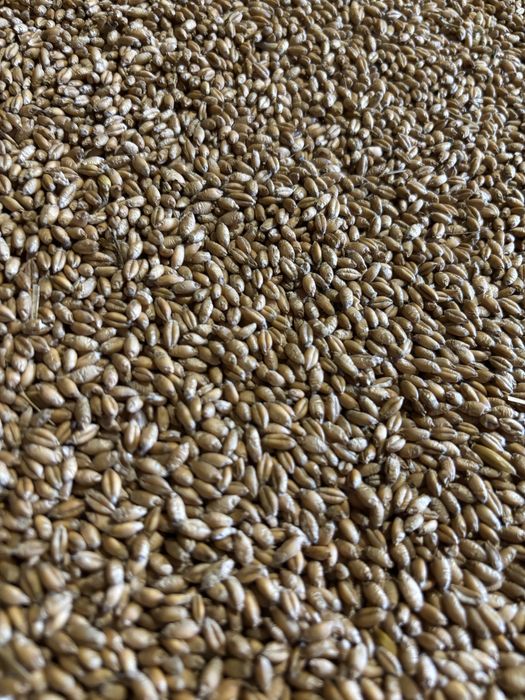 Pszenżyto Tadeus, w workach 50kg