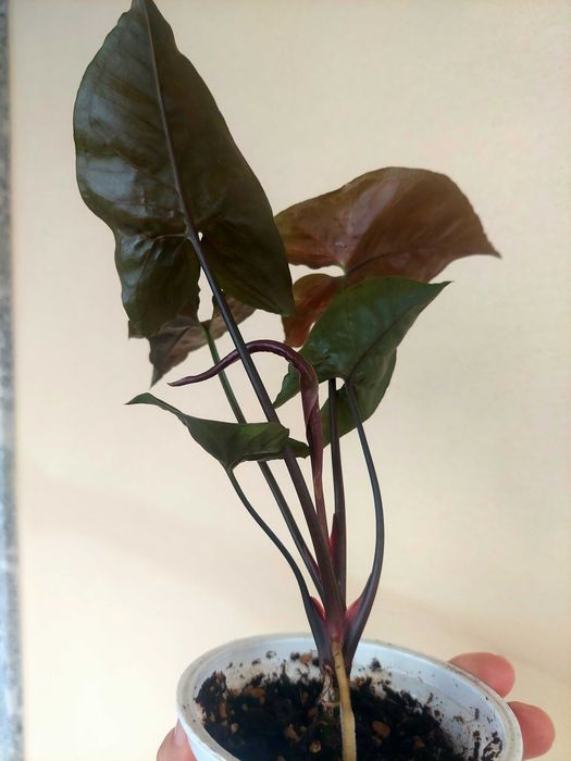 Planta Syngonium Maria