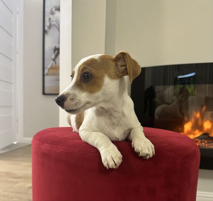 Piesek Jack Russell Terrier z Rodowodem