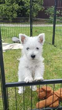 West highland white terrier ZKwP FCI suczka