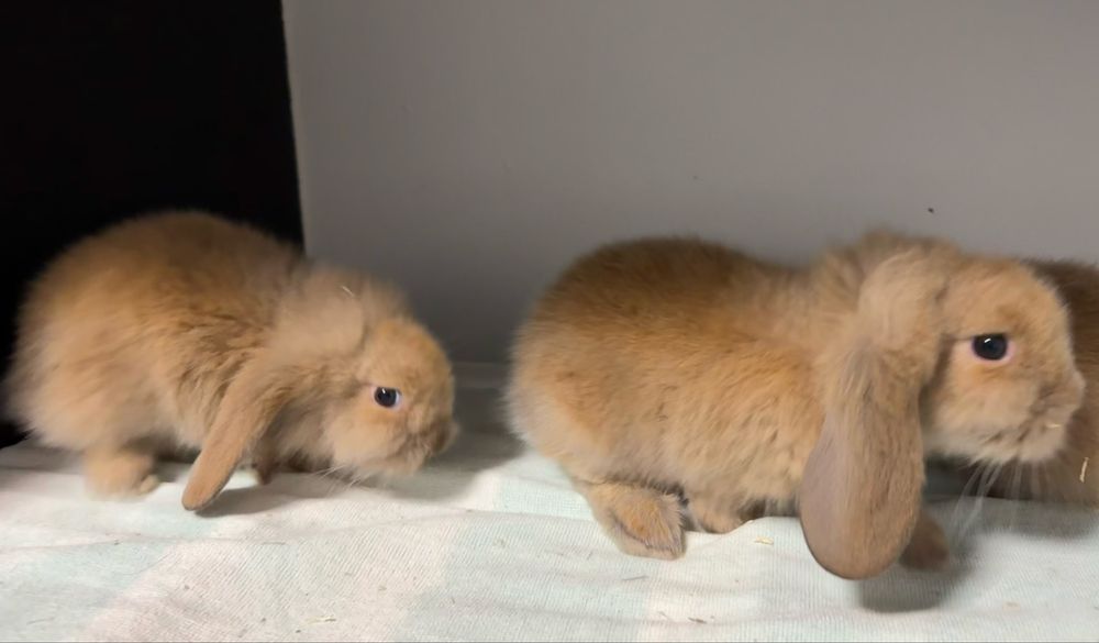 Coelhos anões (orelhudos)