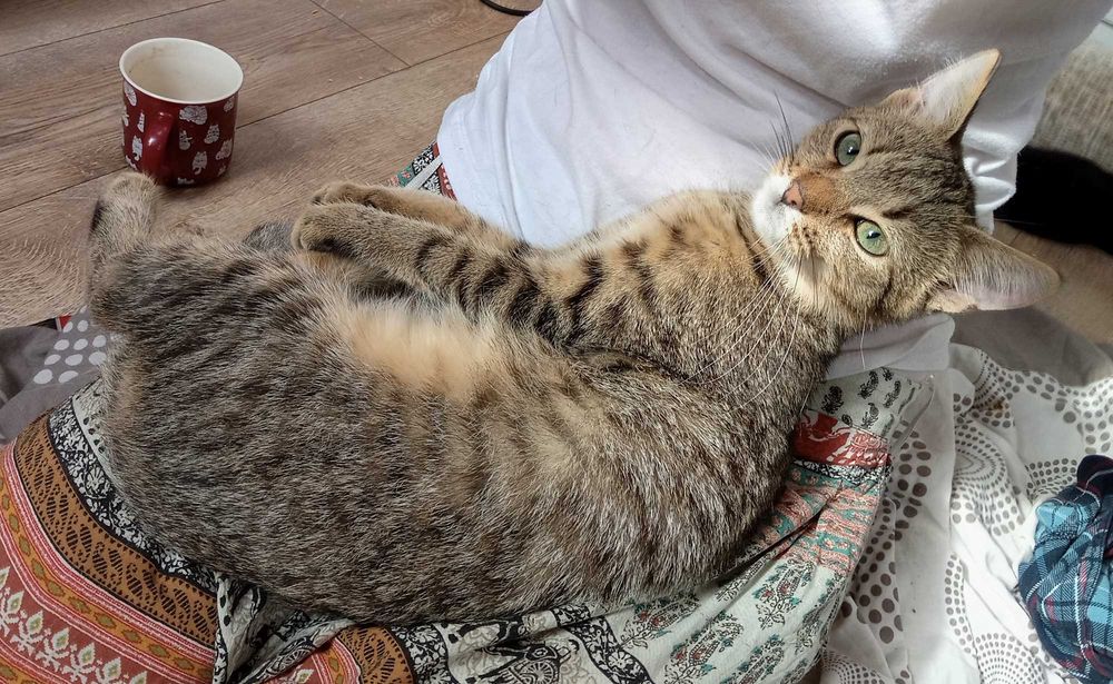 Kotki przytulaski do adopcji