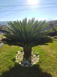 Cycas jardim plantas