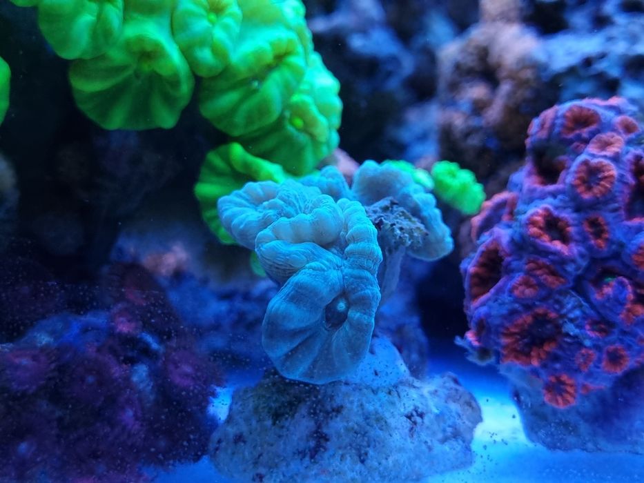 Caulastrea niebieska koralowce białystok