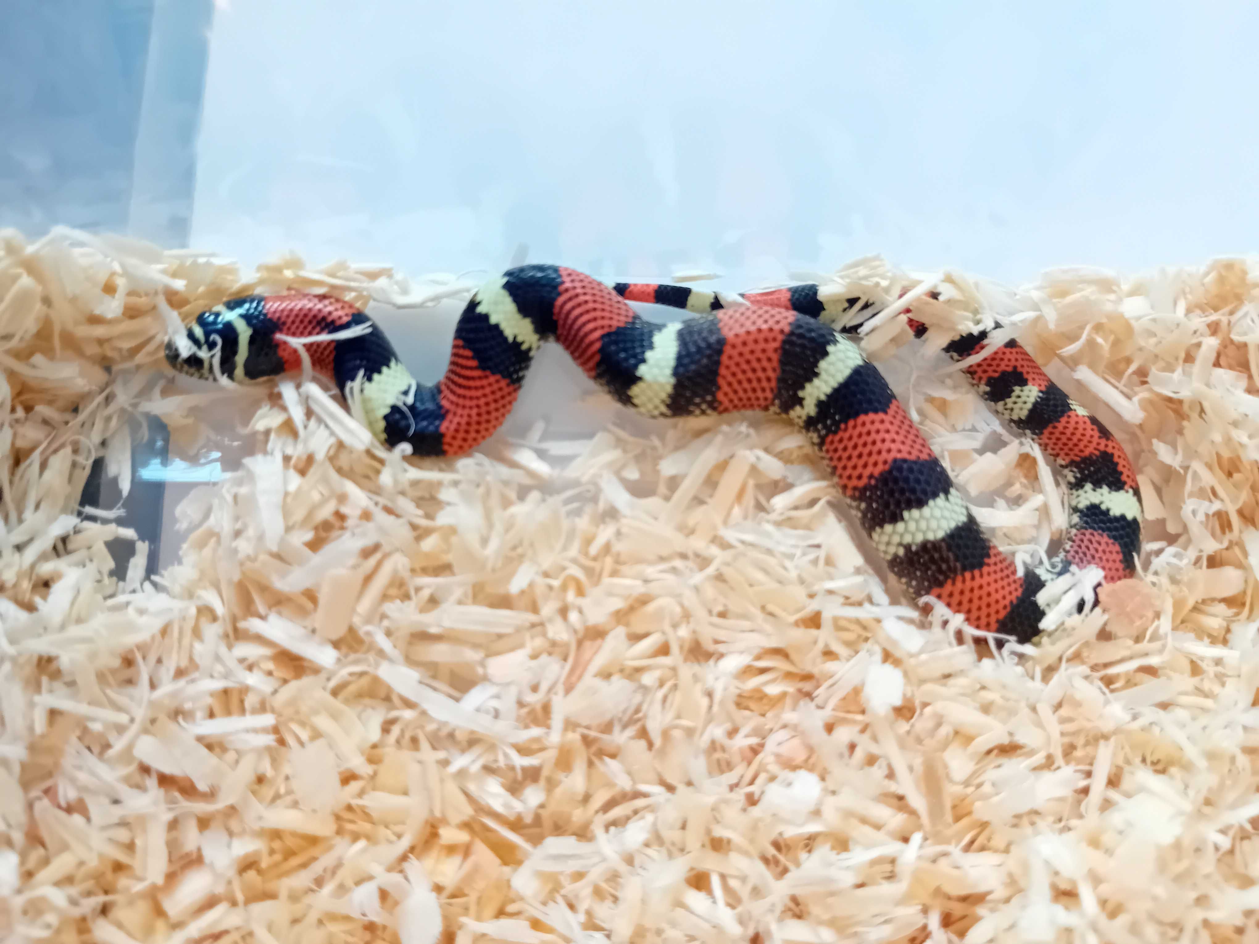 Heterodon trójbarwny