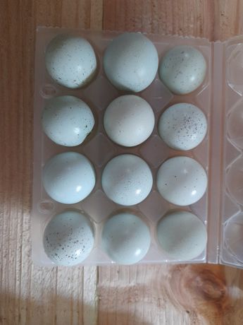 Ovos azuis de codornizes celadon