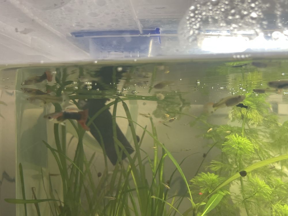guppys com 1/2/3 mês para venda guppys de linhagem