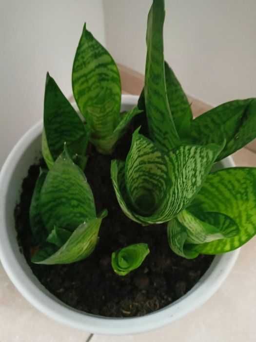 Sanseviera green hani