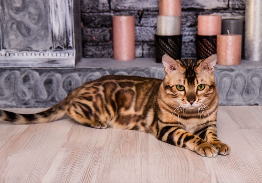 Бенгал WCF в‘язка