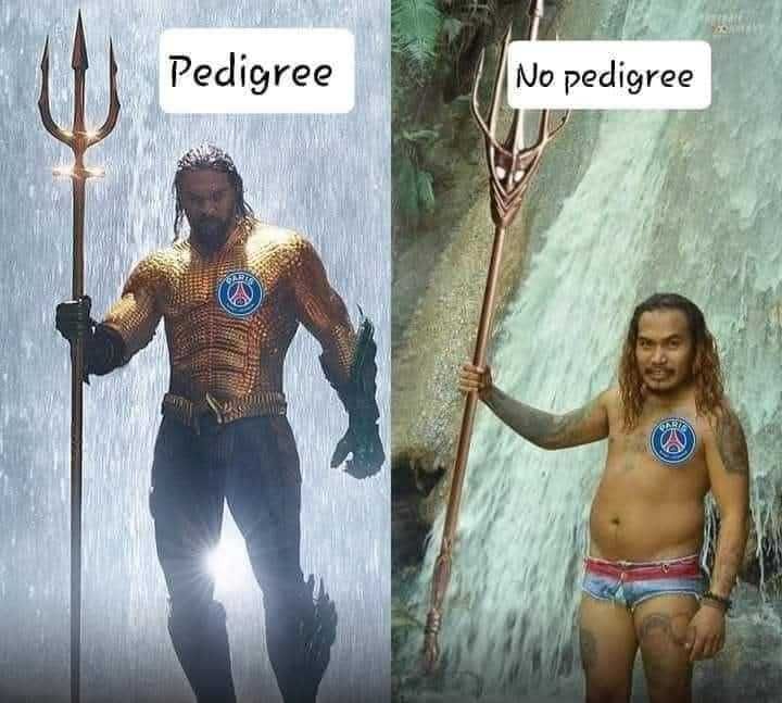 Maluszek  Ragdoll z sierpnia  < 3 rodowód FPL