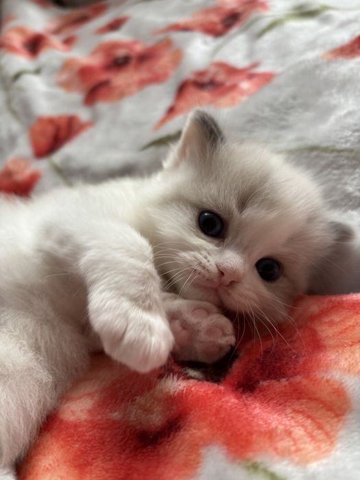 kocięta ragdoll SMK Jedynka/FPL/FIFe