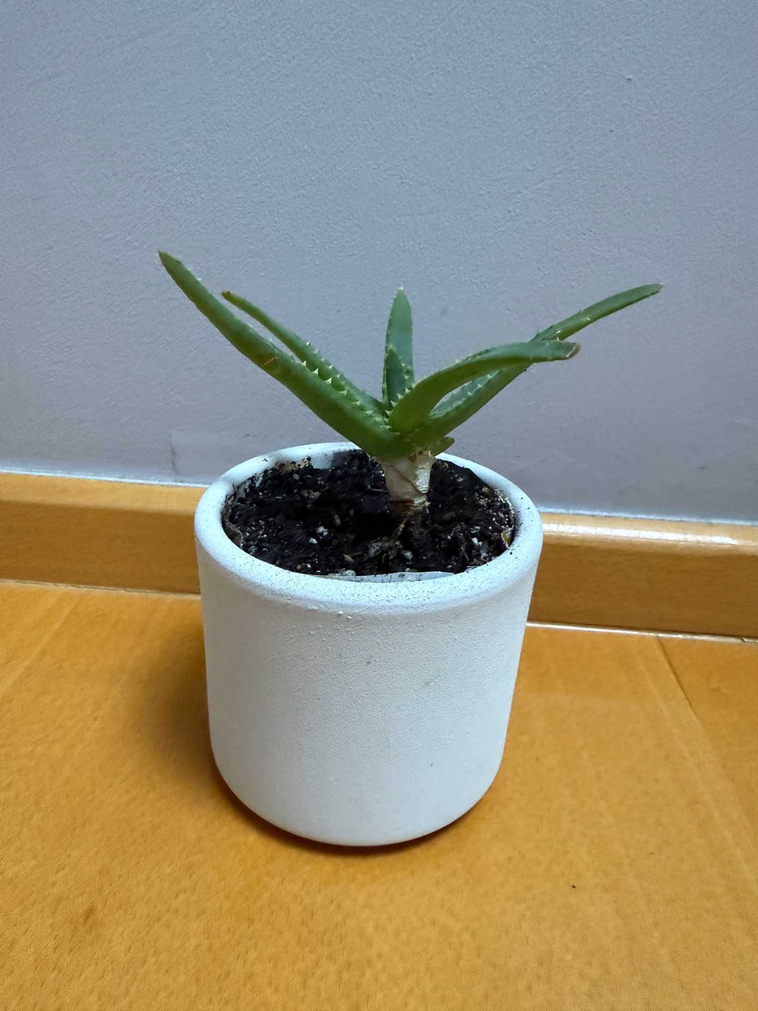 Mini aloes w betonowej, jasnoszarej doniczce, nowoczesny design