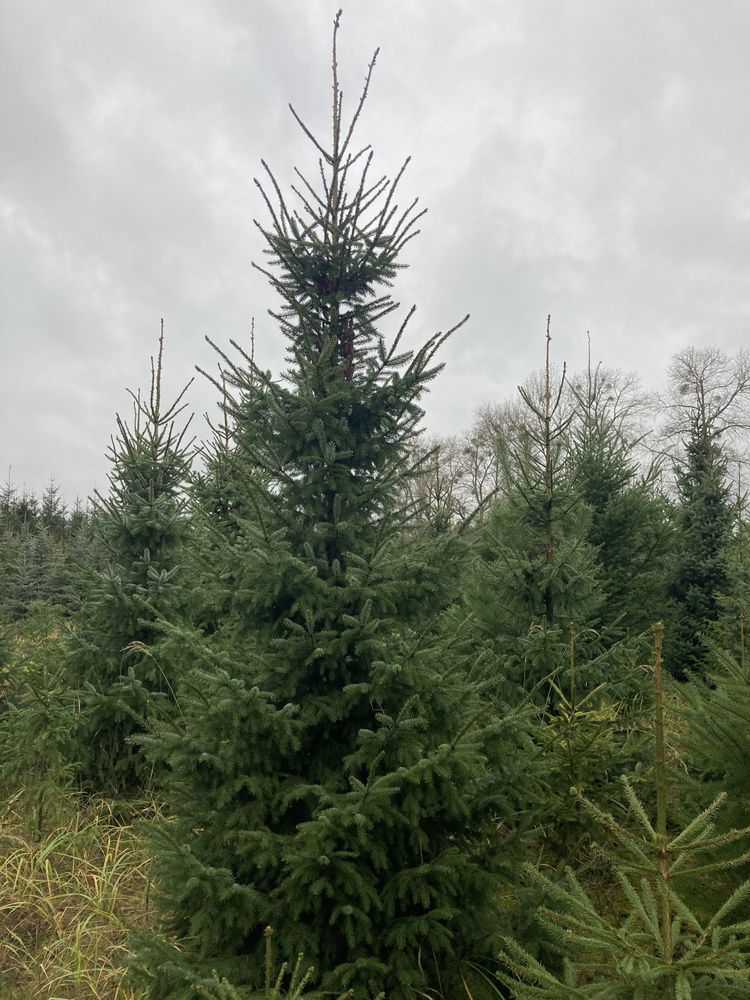 Świerk serbski omorica choinka duże drzewko bożonarodzeniowe