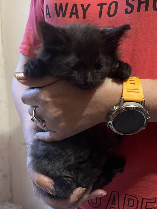 Отдадим красивых котят в хорошие руки.