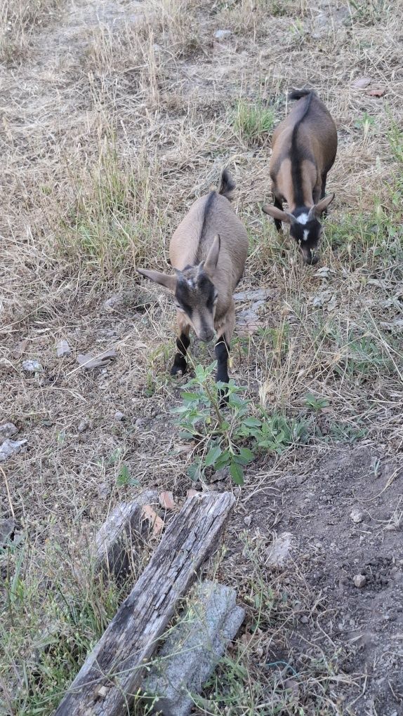 Casal cabras anãs