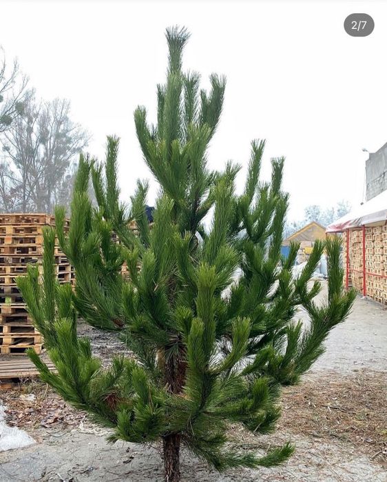Доставка Елки новогодняя сосна домой доставка сосны Крымско надом