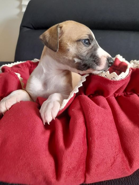 Chart Angielski Whippet FCI Piesek Płowo-Biały