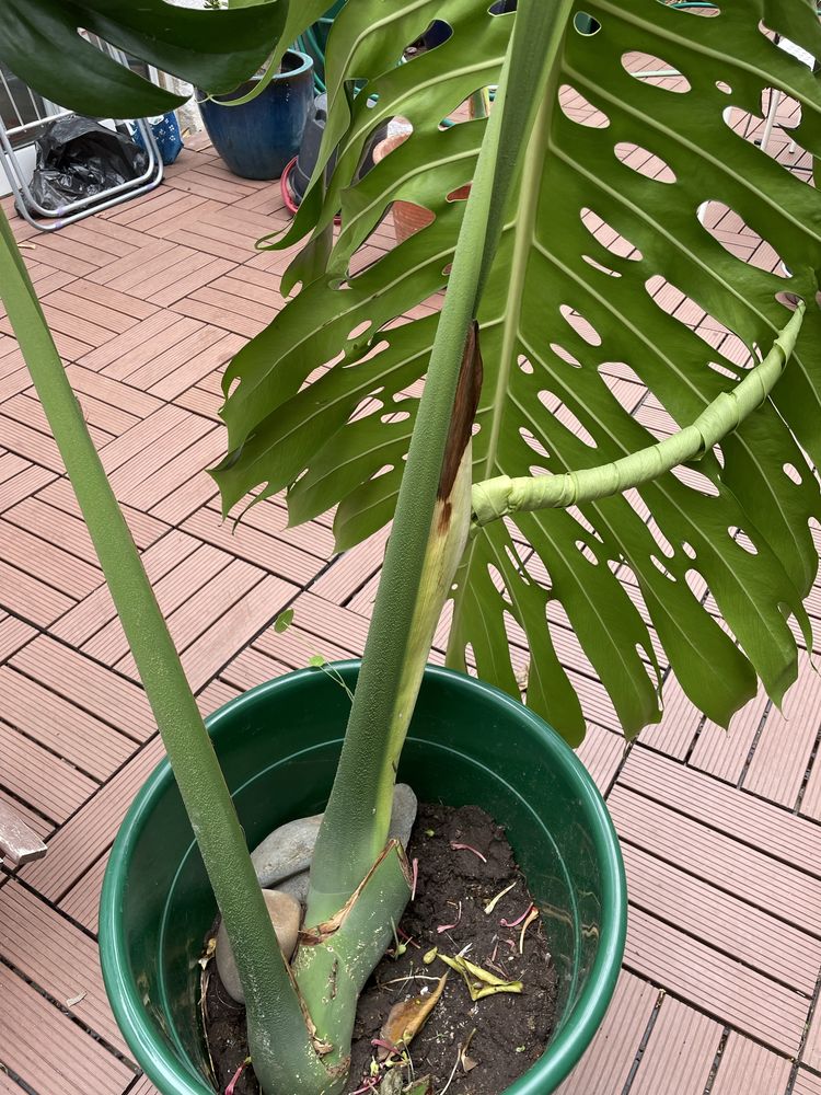 Monstera deliciosa
