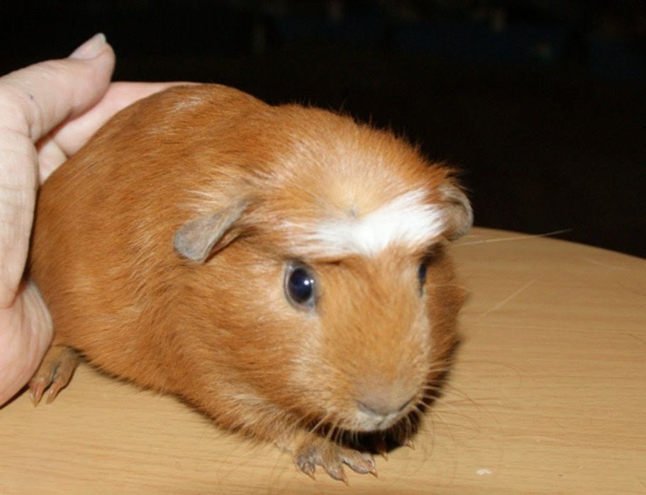 Świnki morskie gładkie i rozetki