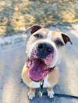 pitbull / amstaff szuka domu
