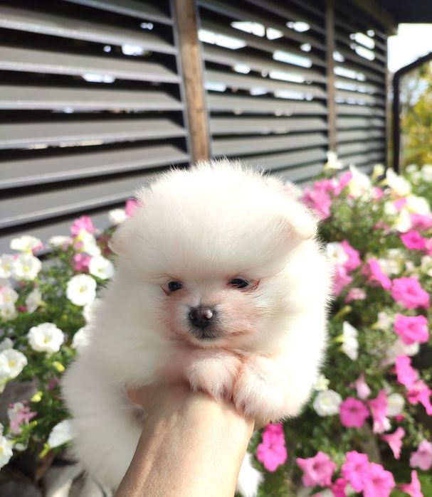 FCI Pomeranian Szpic miniaturowy